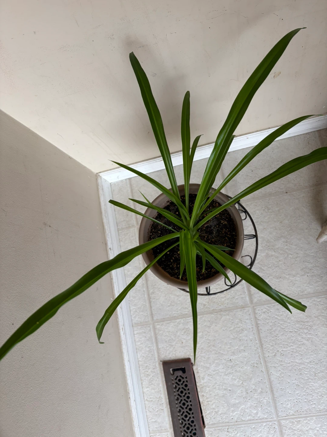 Spider Plant in Brown Pot - photo 2