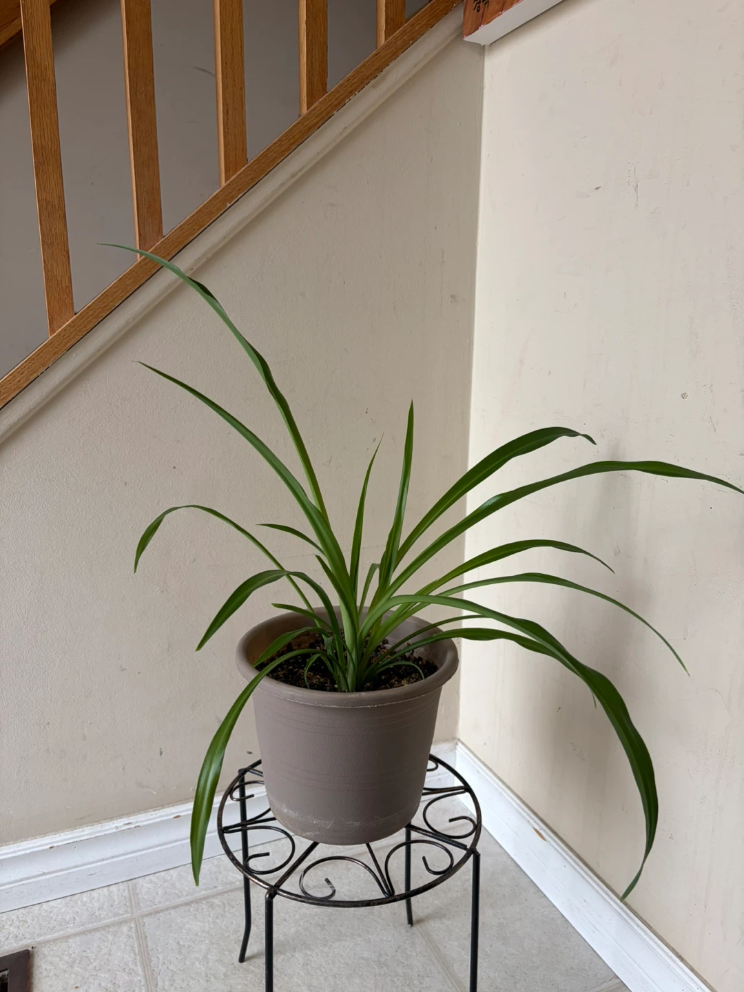 Spider Plant in Brown Pot - photo 3