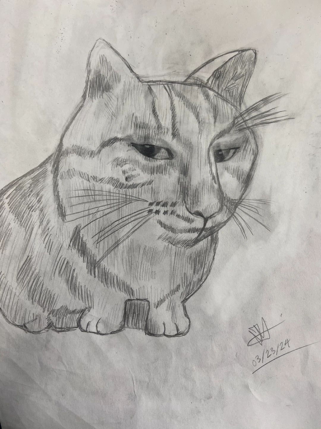 Silly Cat Drawing
