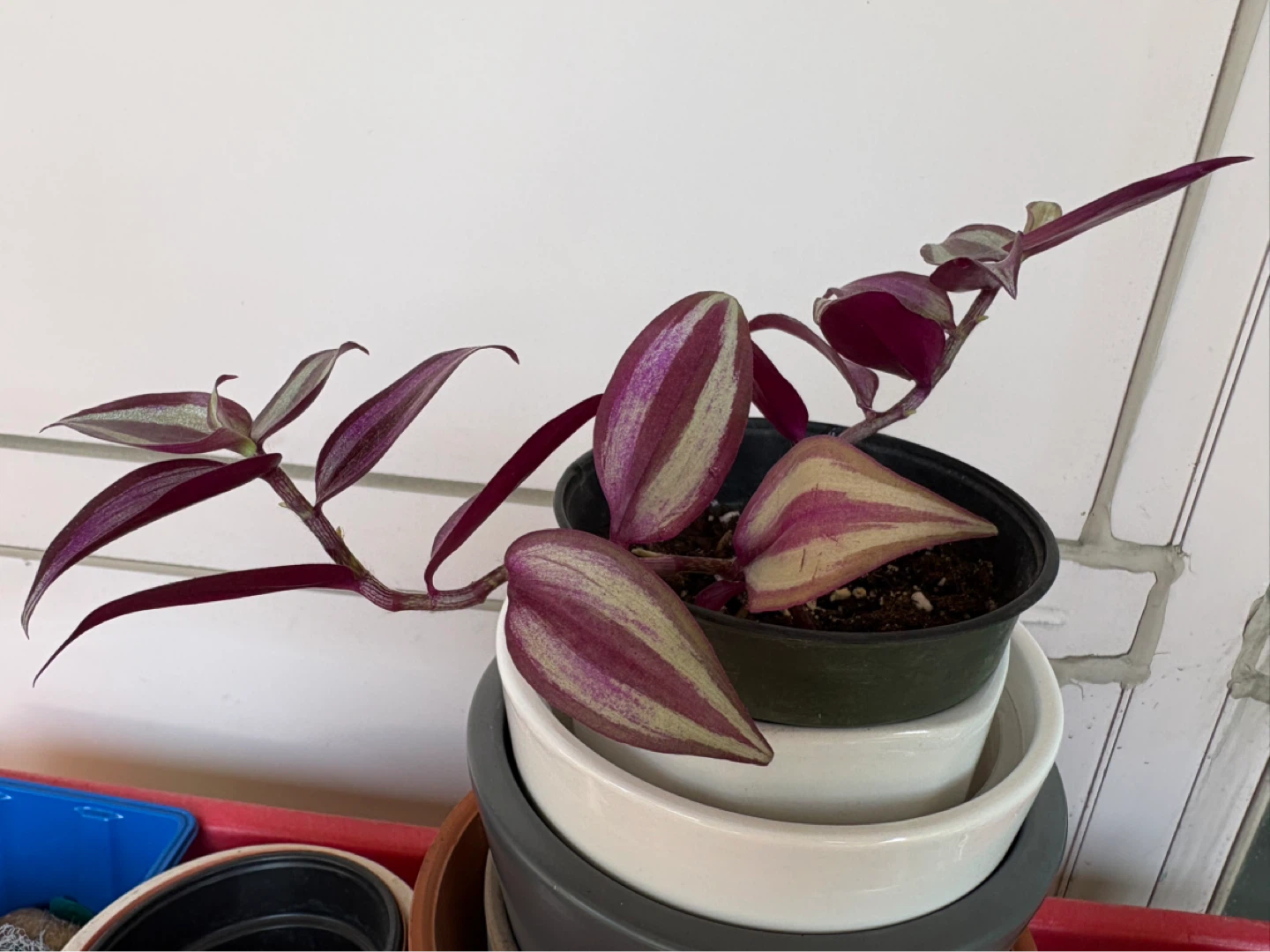 Tradescantia Zebrina (Wandering Dude) Plant - photo 2