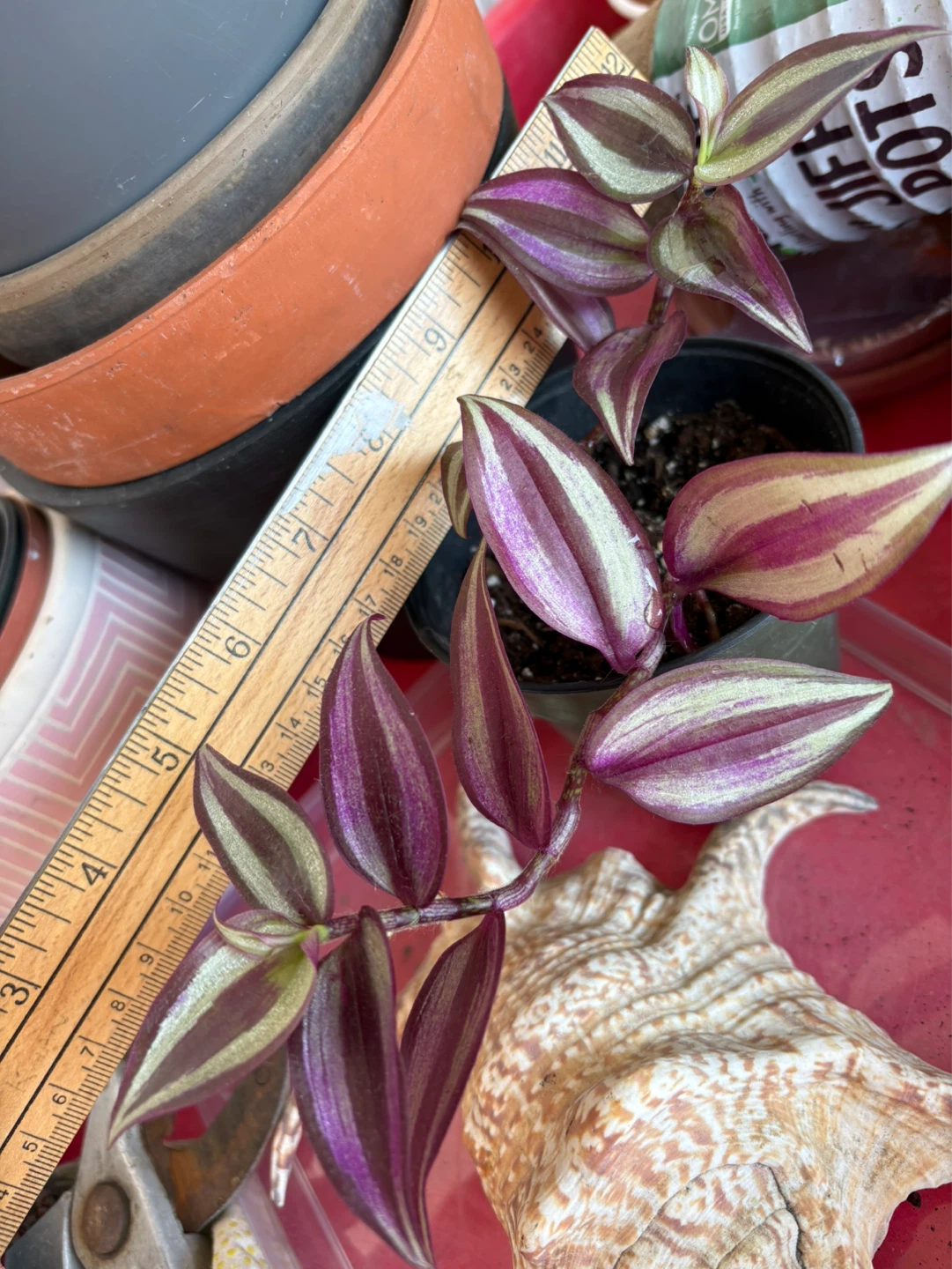 Tradescantia Zebrina (Wandering Dude) Plant - photo 3