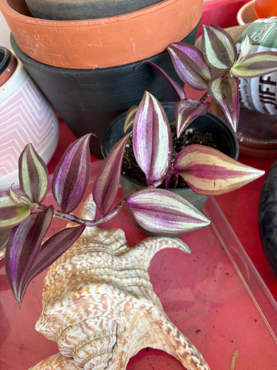 Tradescantia Zebrina (Wandering Dude) Plant