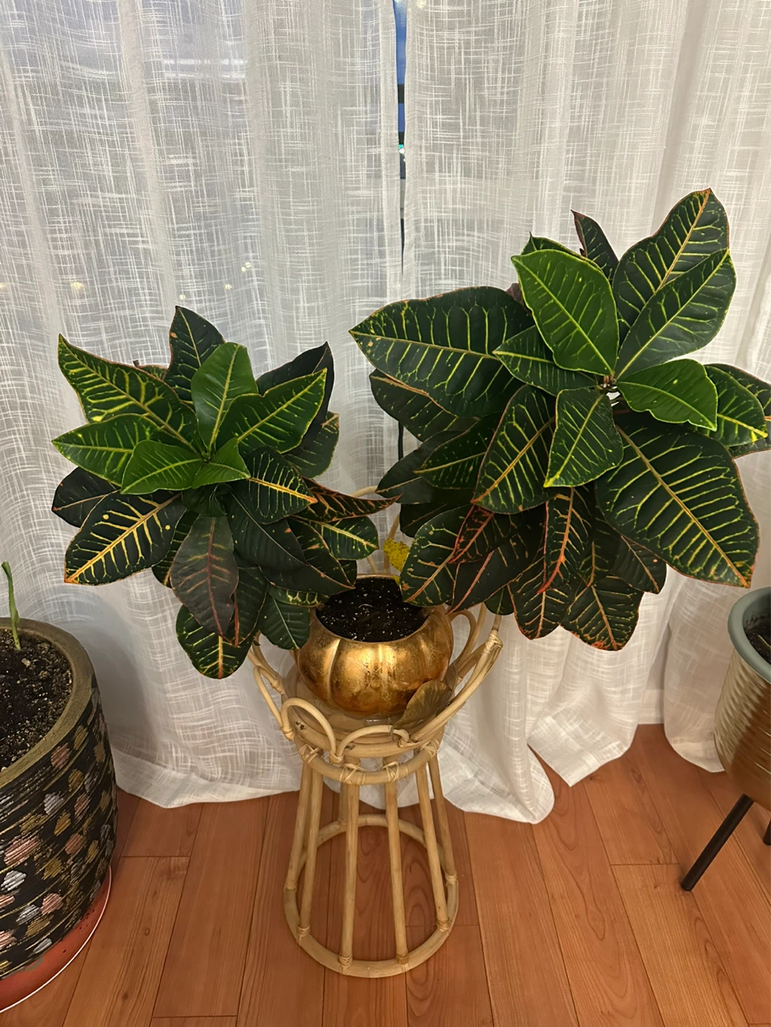 Croton Plant in Decorative Gold Pot with Rattan Stand