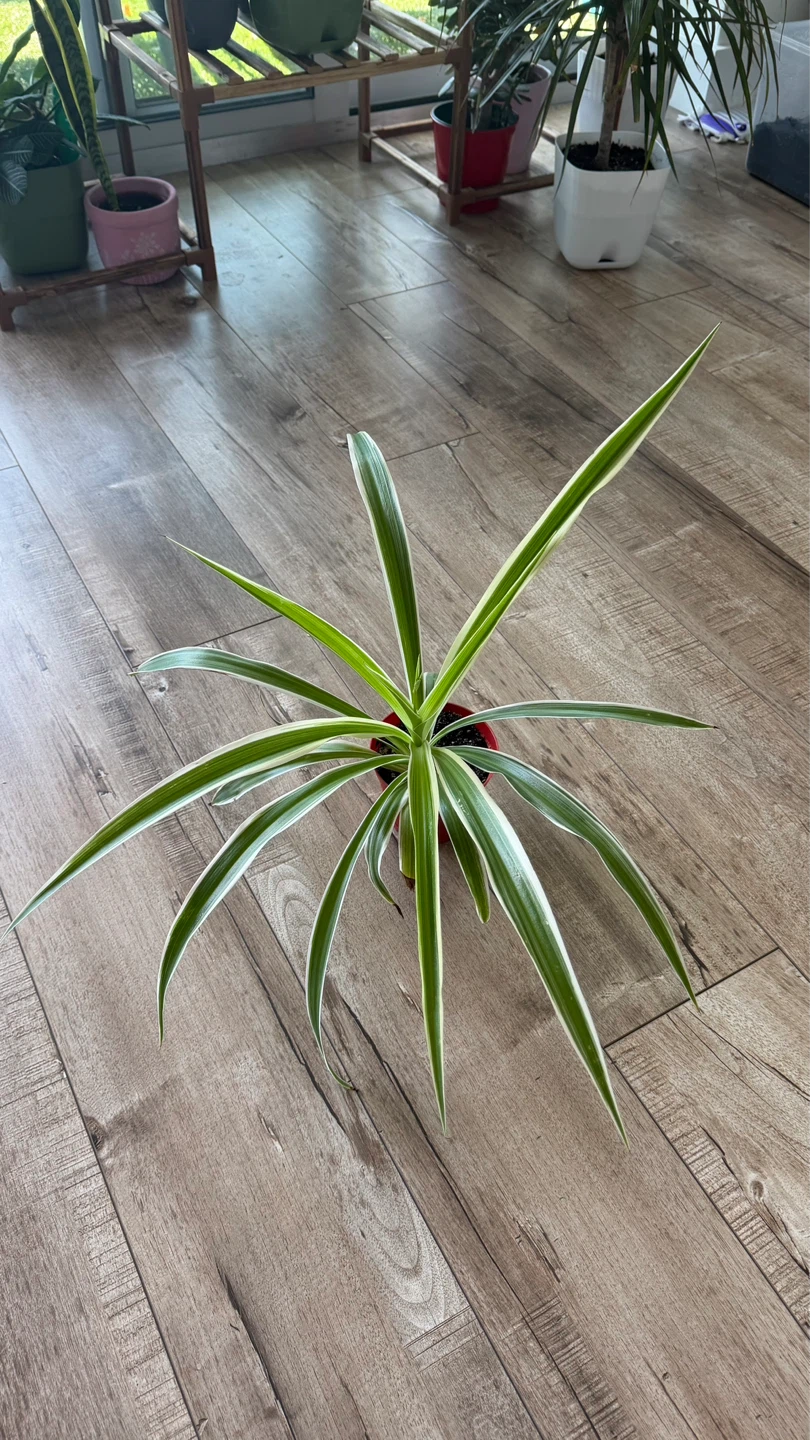Spider Plant with fresh baby vine coming out. Pot included.