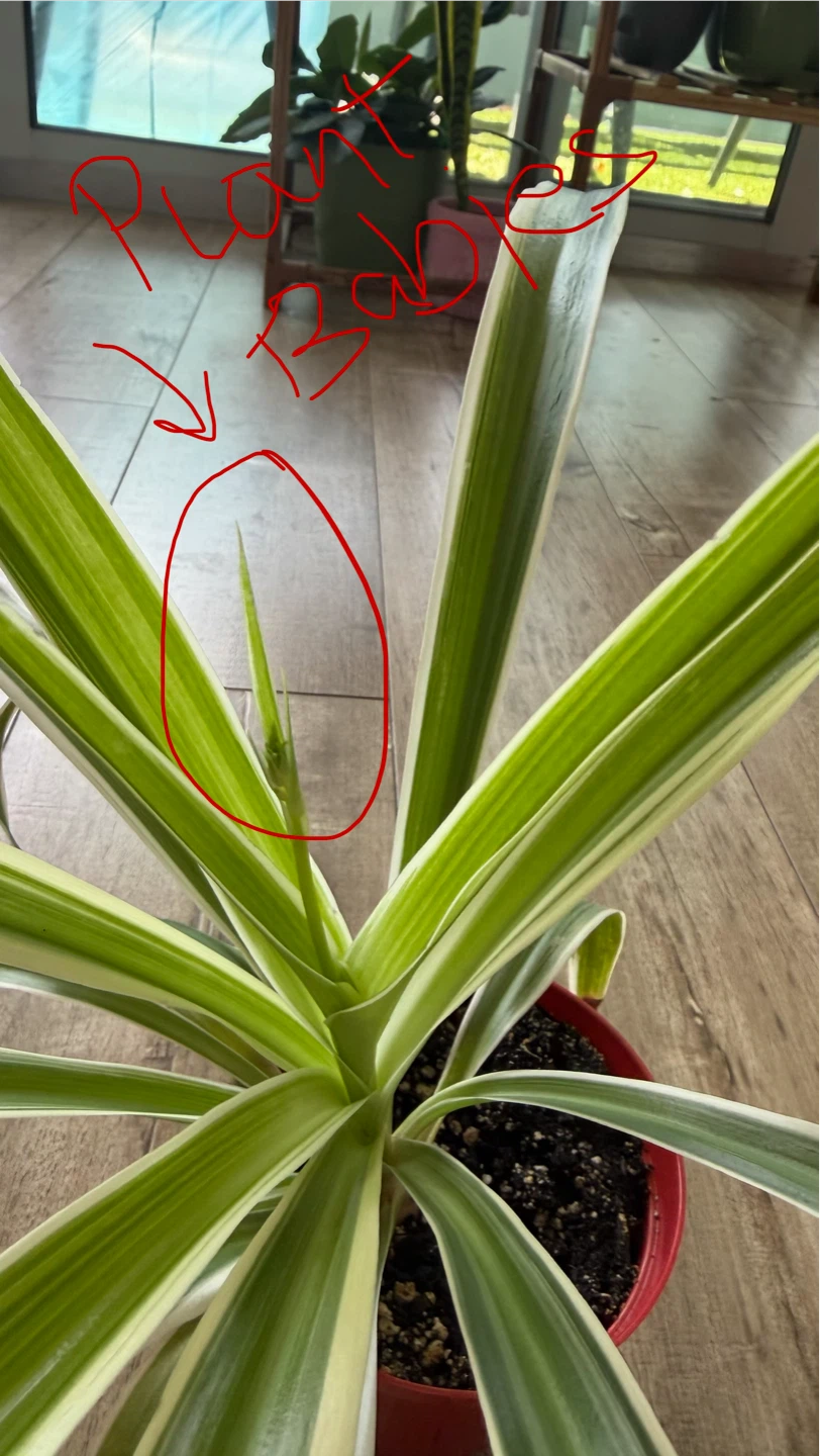 Spider Plant with fresh baby vine coming out. Pot included. - photo 3