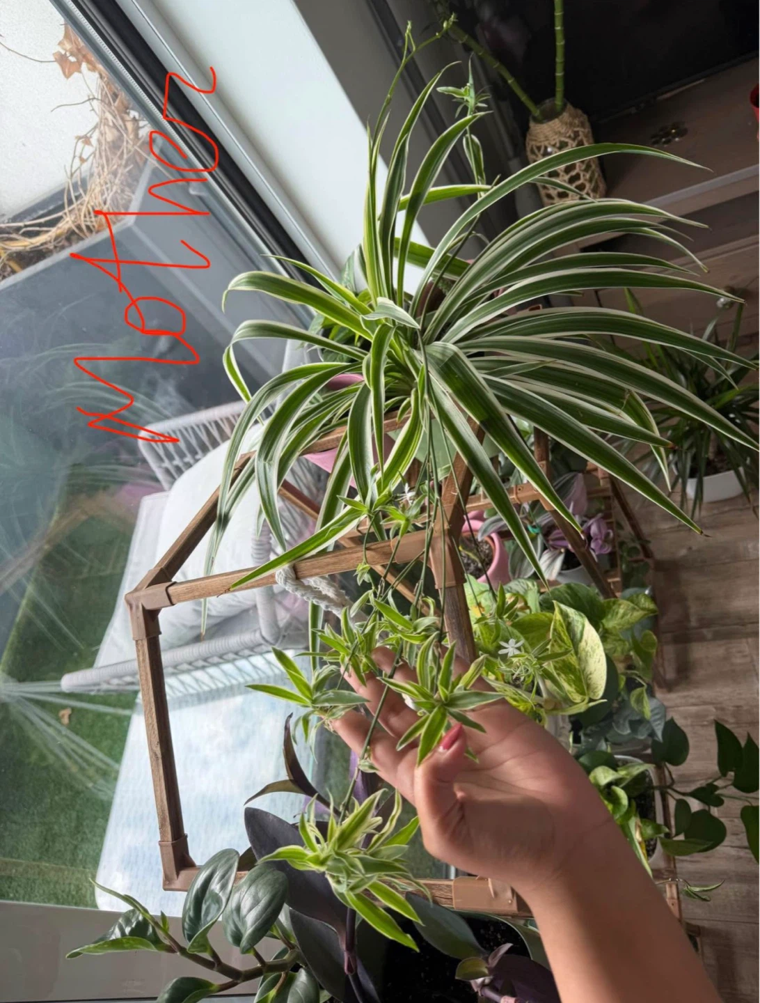 Spider Plant with fresh baby vine coming out. Pot included. - photo 4