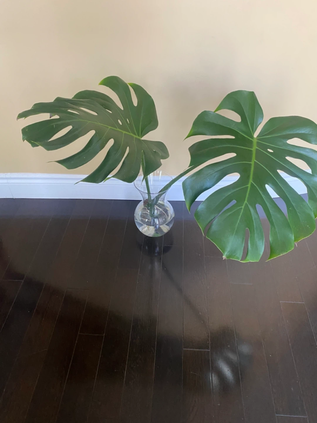 Queen Monstera Deliciosa Plant Cutting - Large Leaf - photo 4