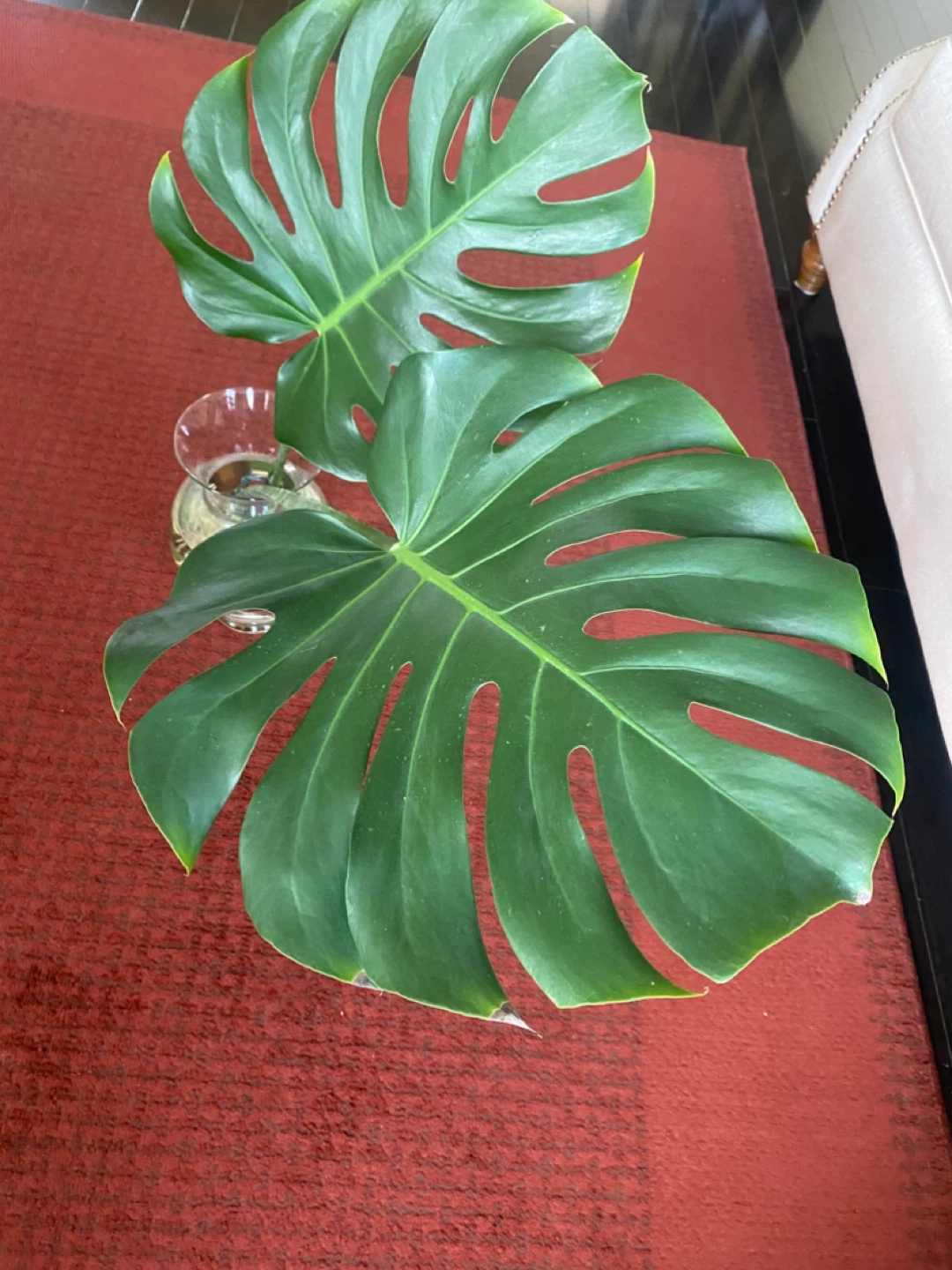 Queen Monstera Deliciosa Plant Cutting - Large Leaf - photo 2