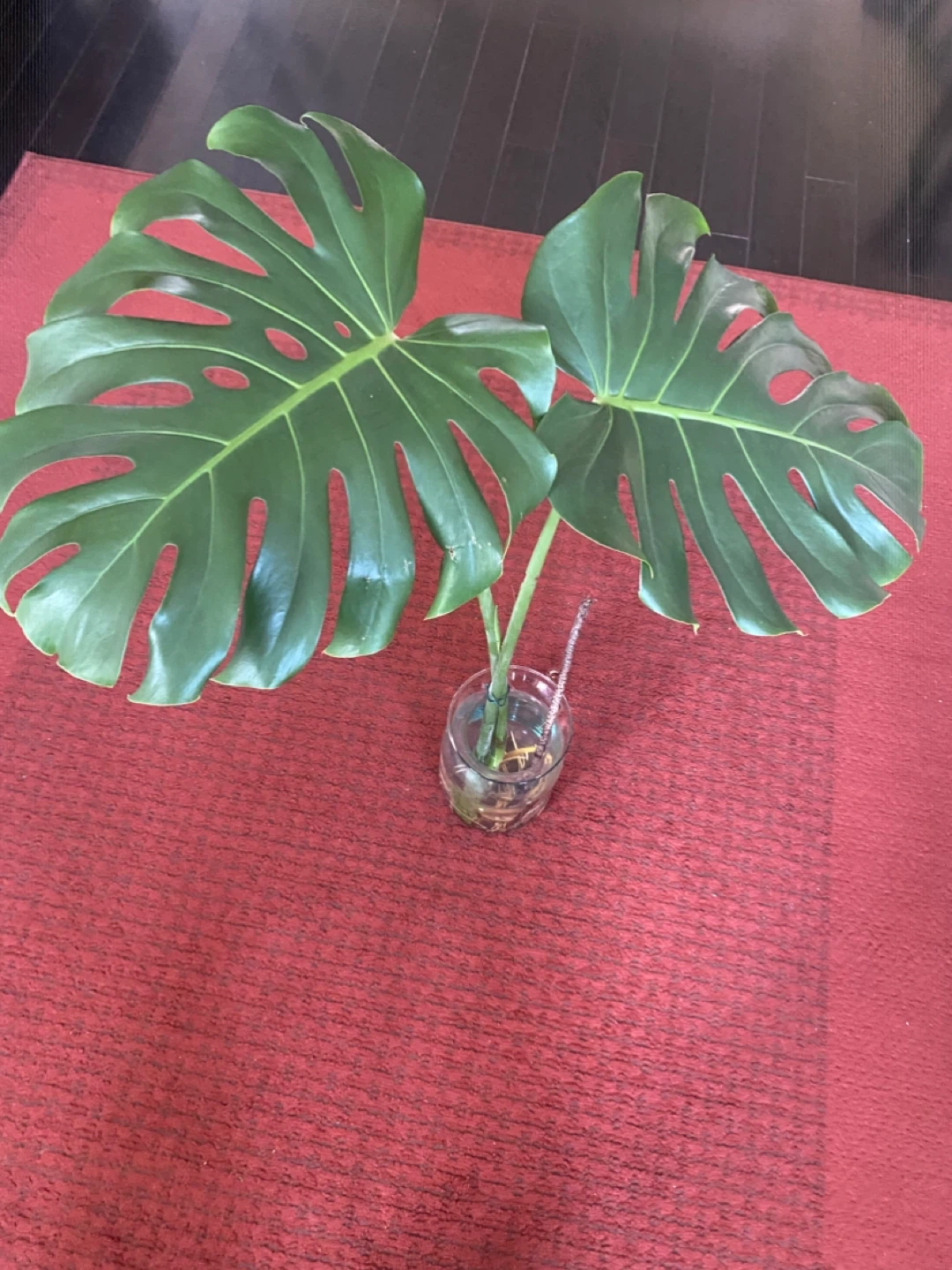 Queen Monstera Deliciosa Plant Cutting - Large Leaf - photo 3