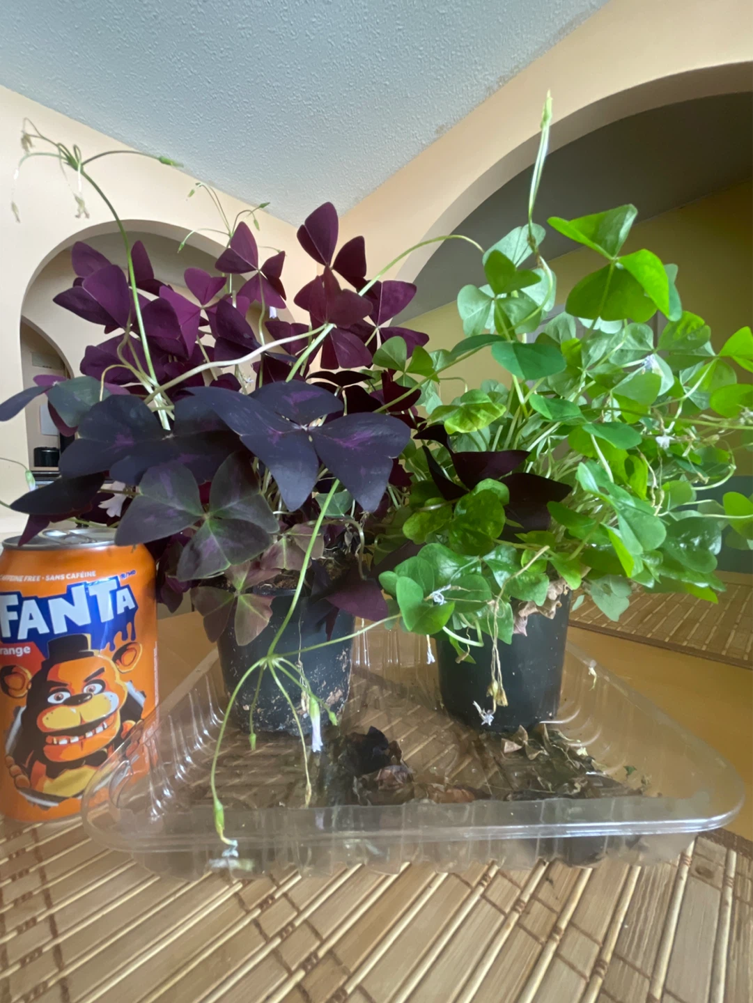 Oxalis Plants - Purple and Green