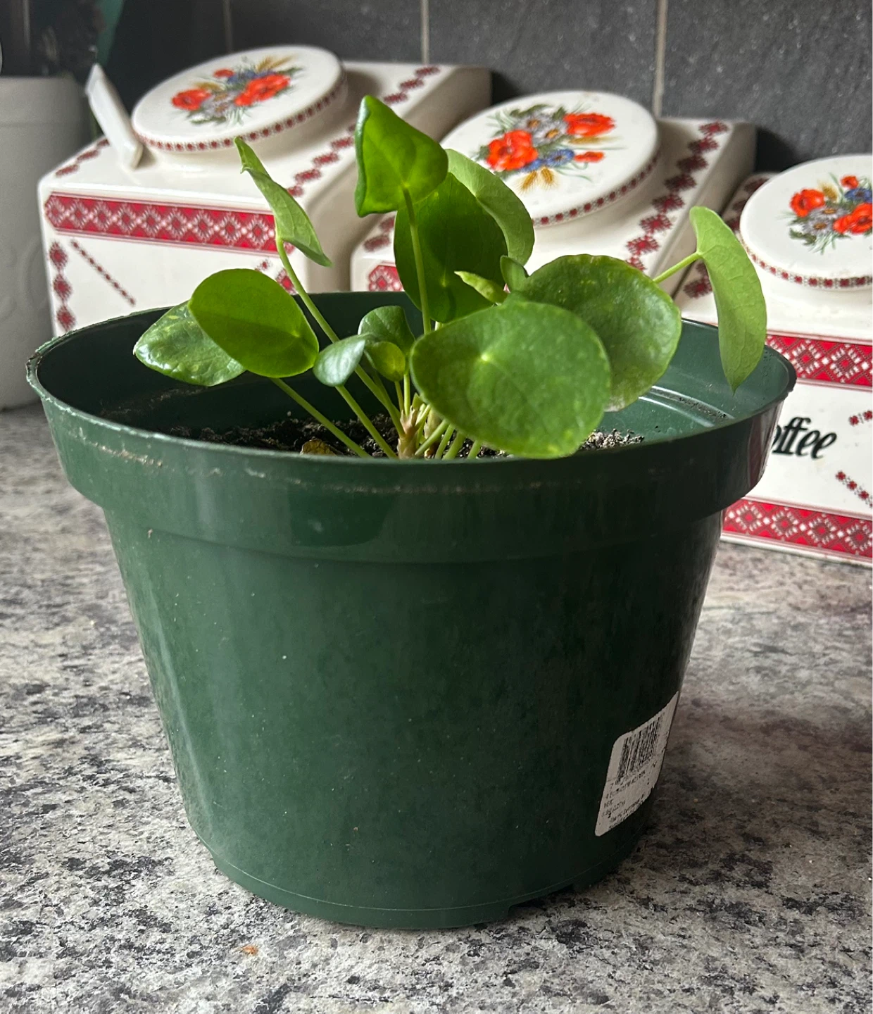 Pilea Peperomioides Plant
