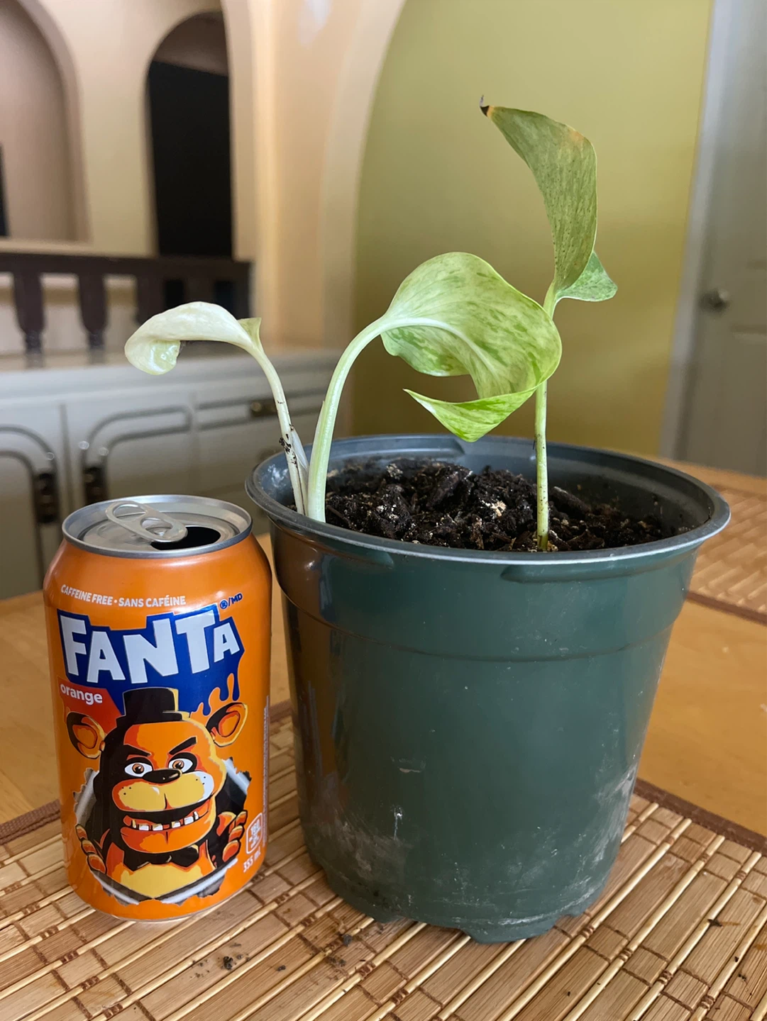 Pothos Plant in Pot
