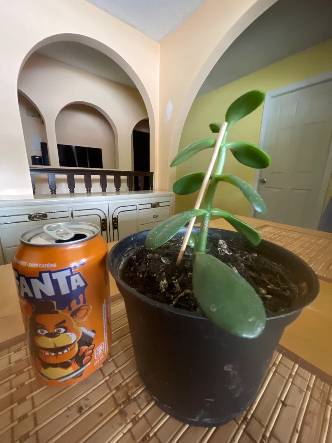 Jade Plant in Pot