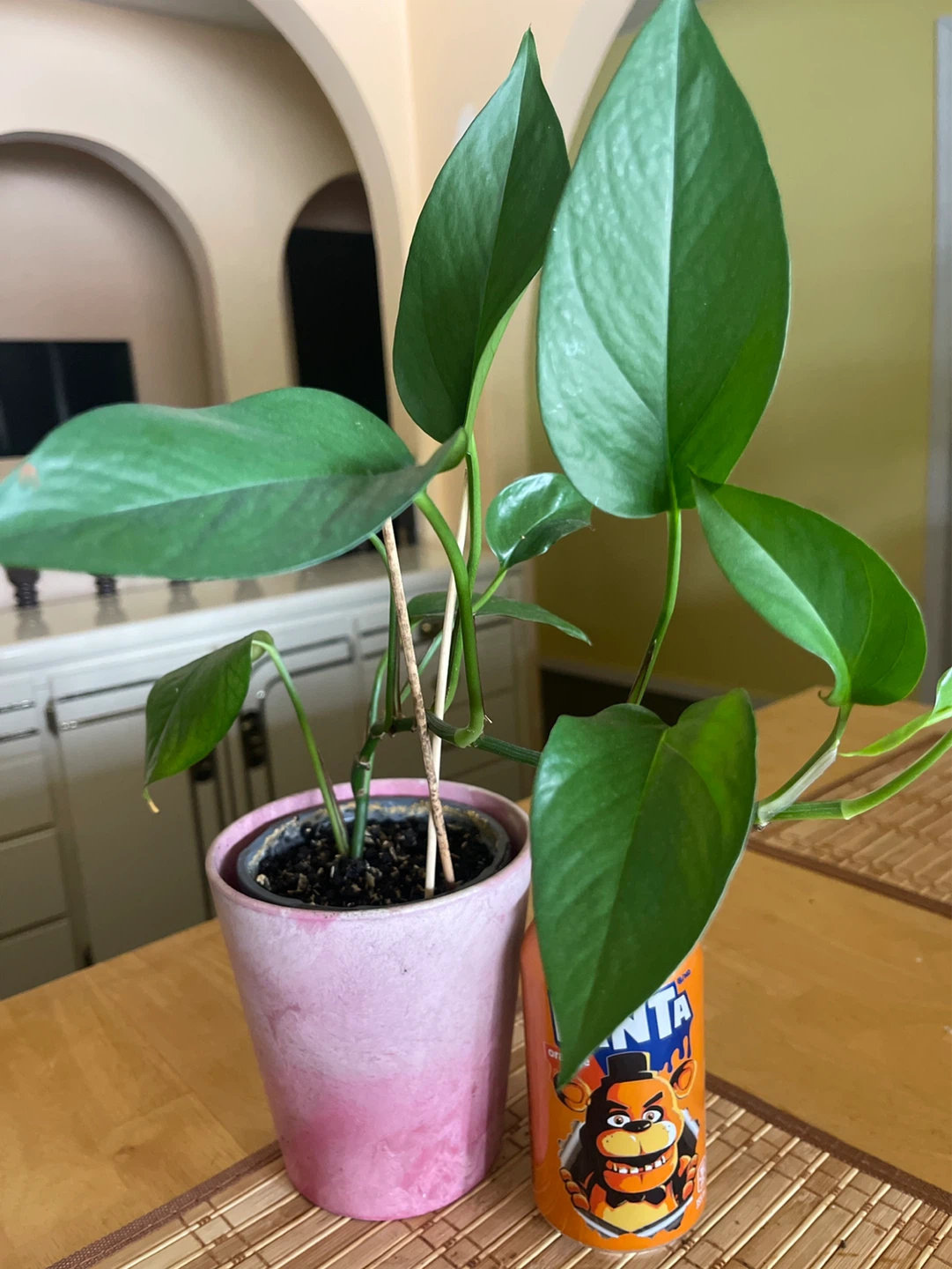 Pothos Plant in Pink Pot