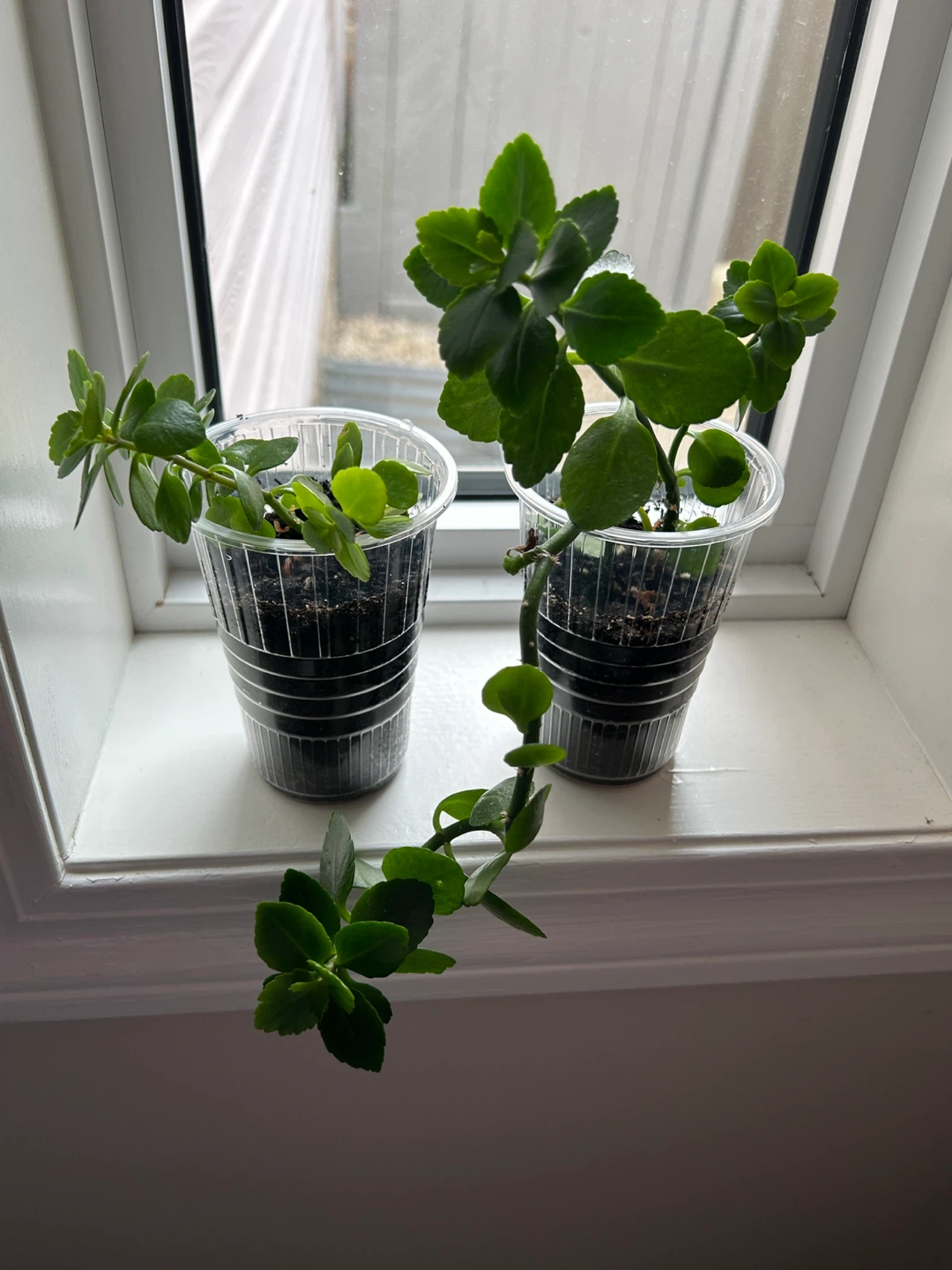 Kalanchoe cuttings 🌱