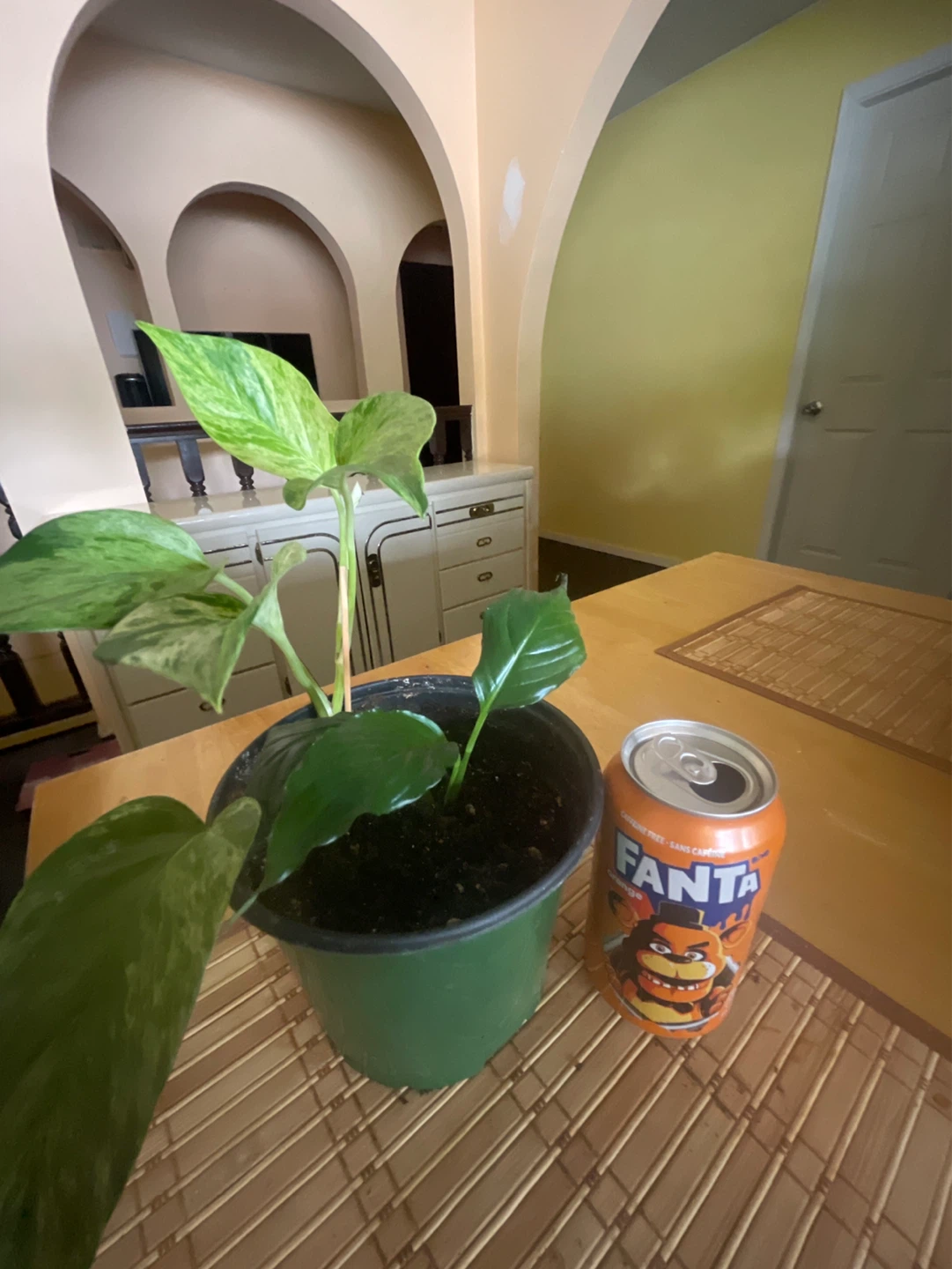 Photos & peace lily