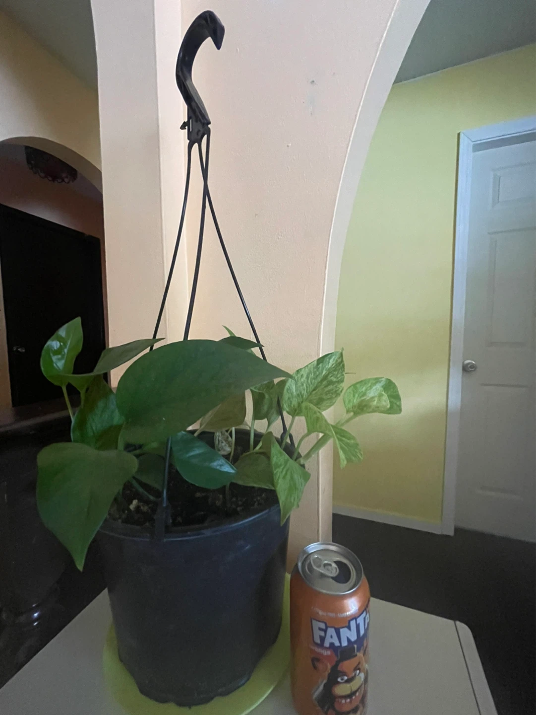 Pothos Hanging Plant 2 varities
