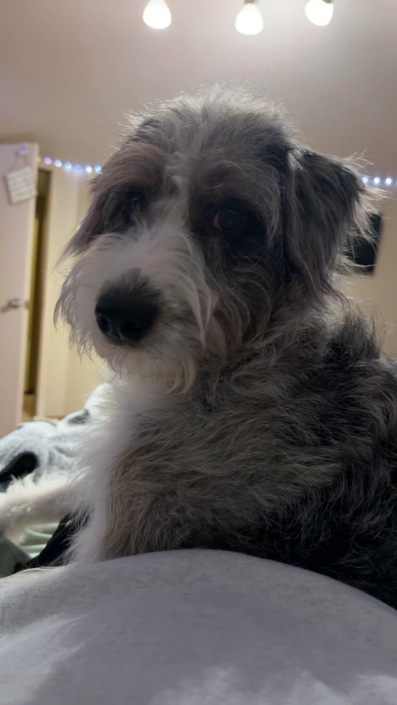 Rehoming a Mini Aussiedoodle