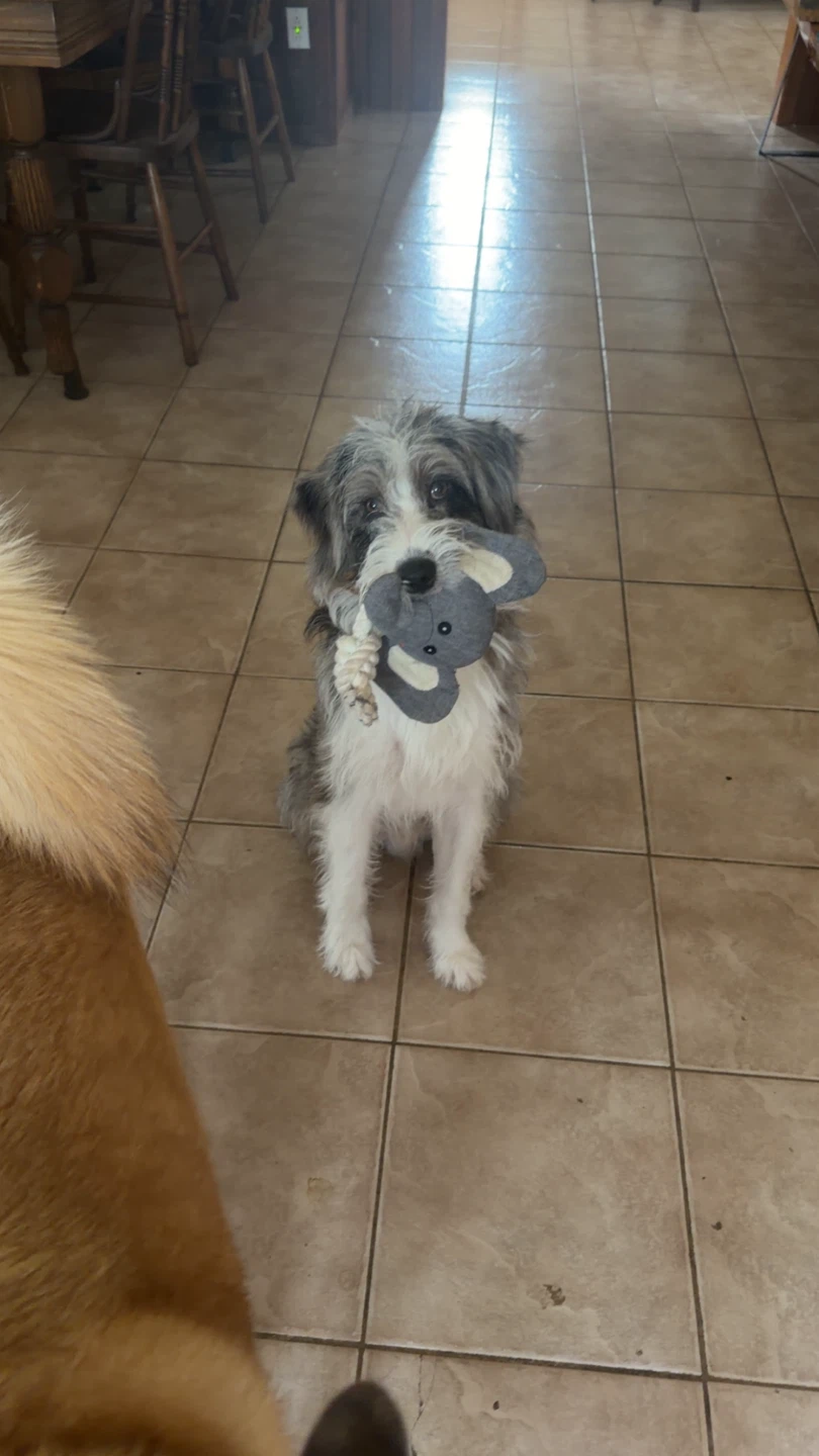 Rehoming a Mini Aussiedoodle - photo 4