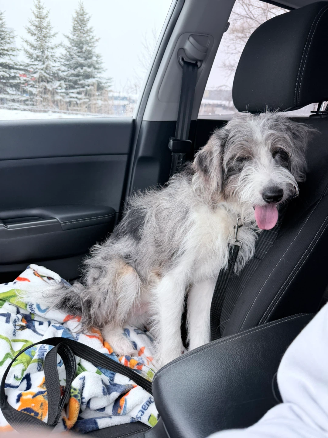 Rehoming a Mini Aussiedoodle - photo 3
