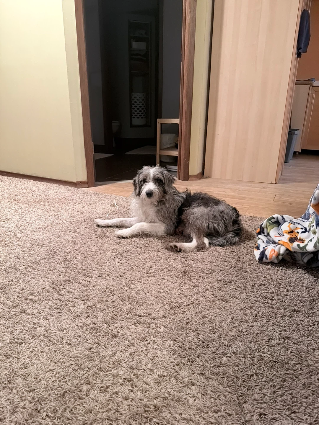 Rehoming a Mini Aussiedoodle - photo 5