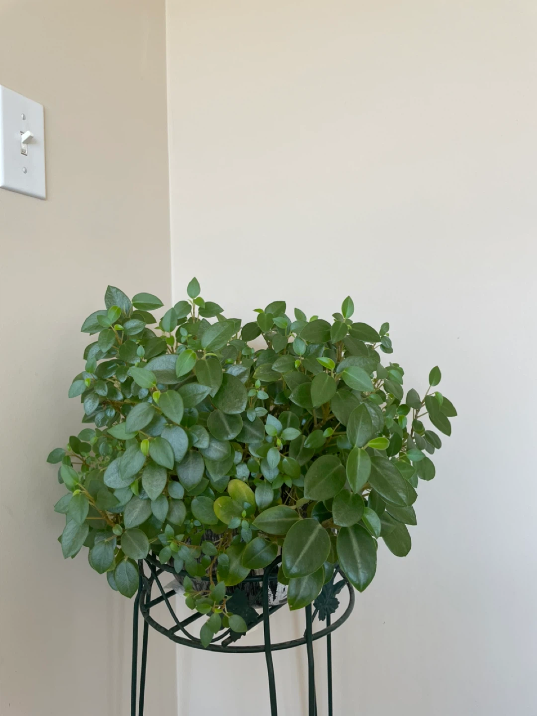Healthy Green Potted Plant