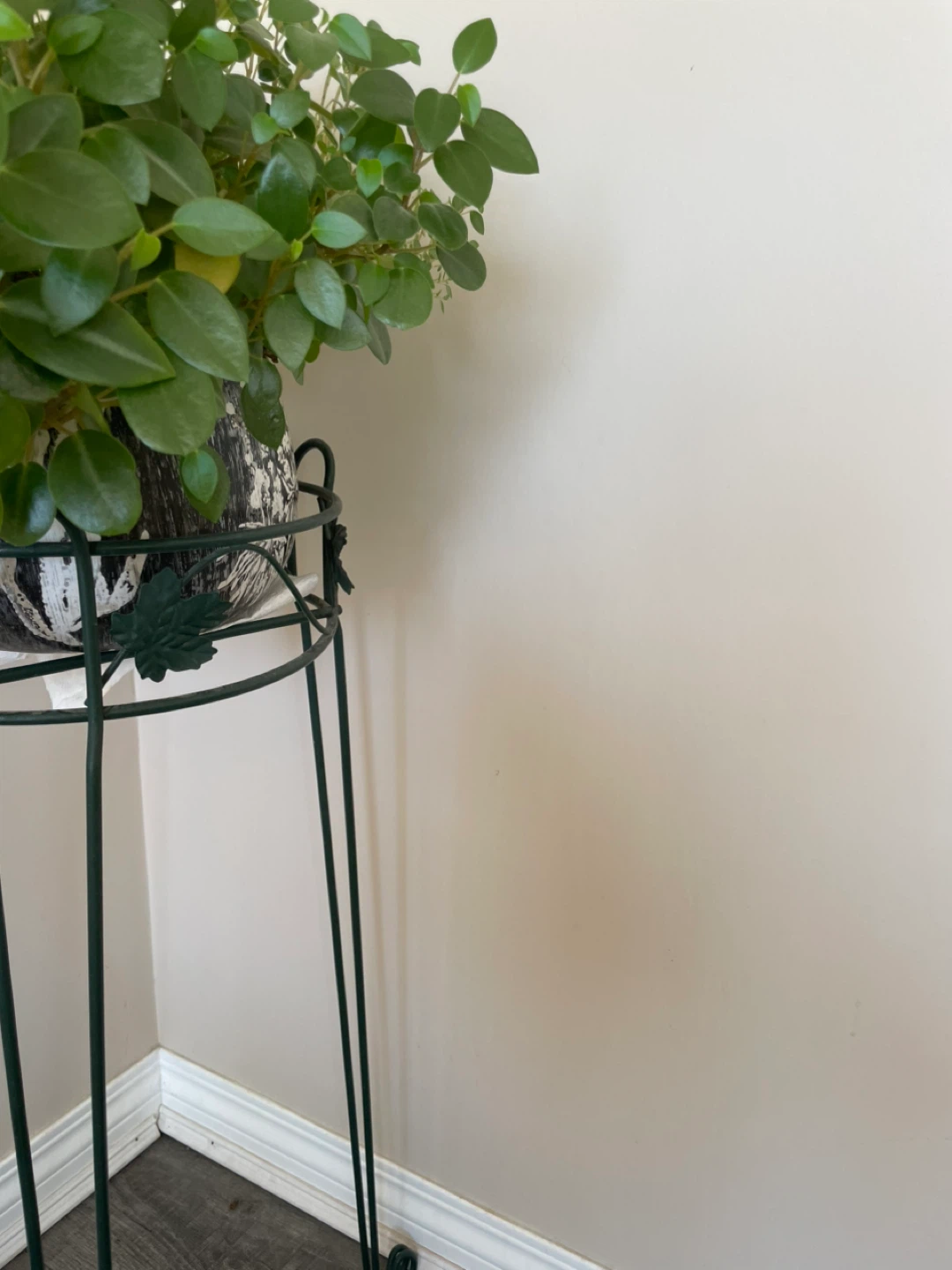 Healthy Green Potted Plant - photo 2