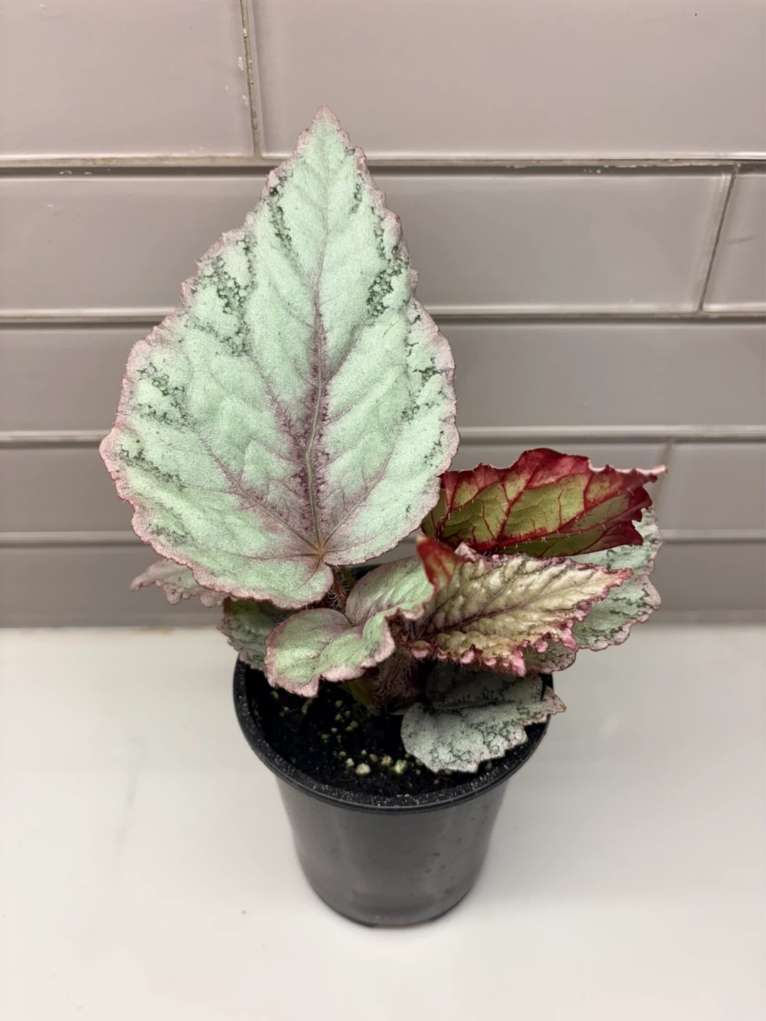 Assorted Begonia Plants -3.5” pot - photo 5