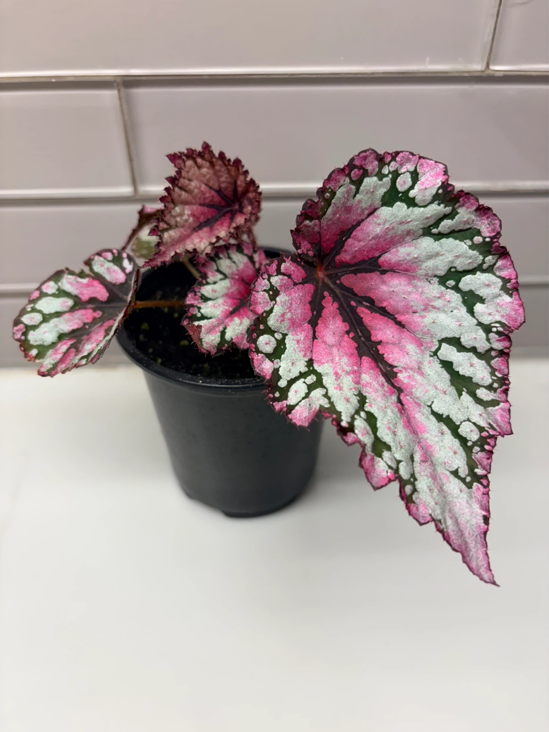 Assorted Begonia Plants -3.5” pot