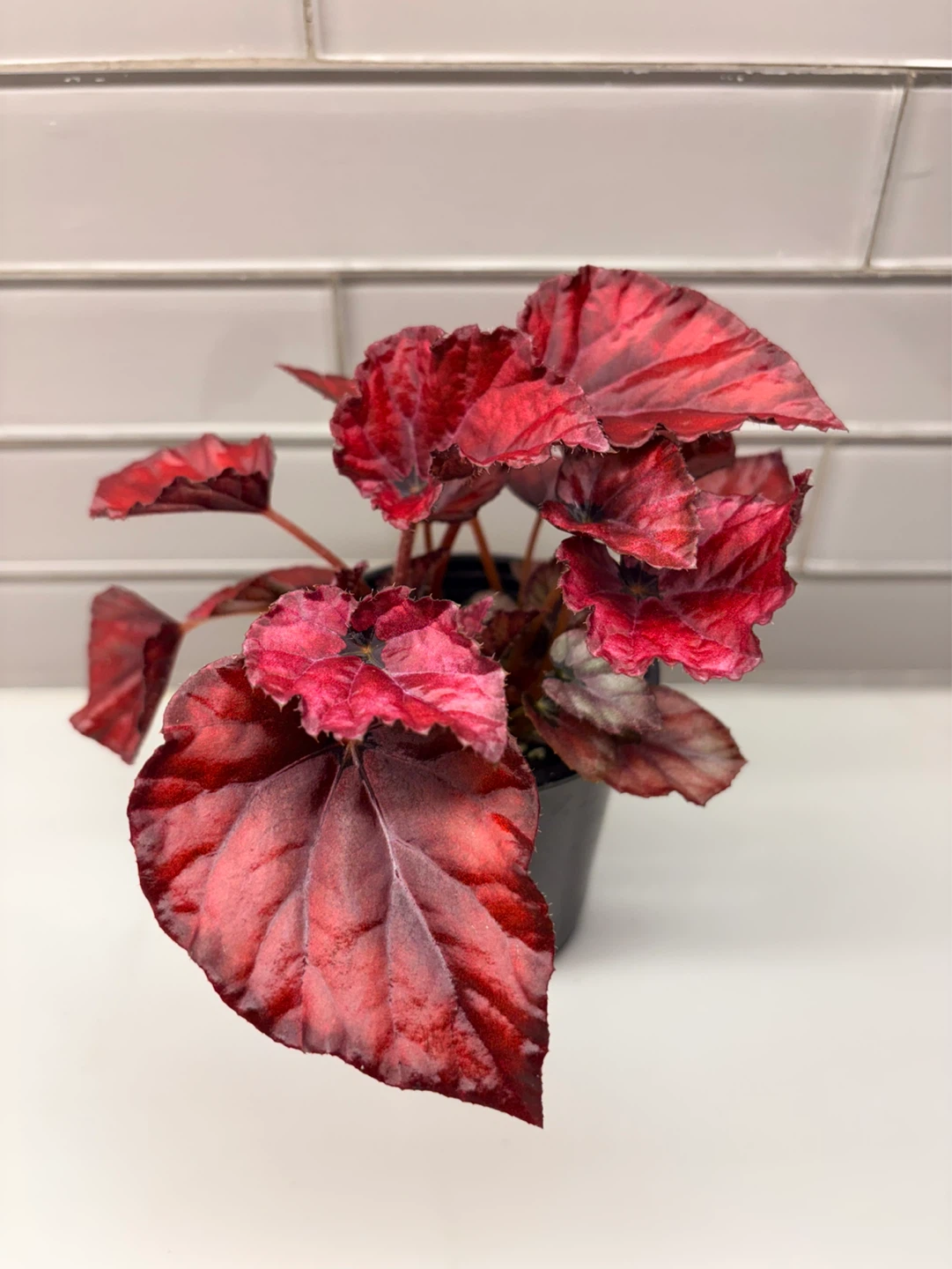 Assorted Begonia Plants -3.5” pot - photo 4