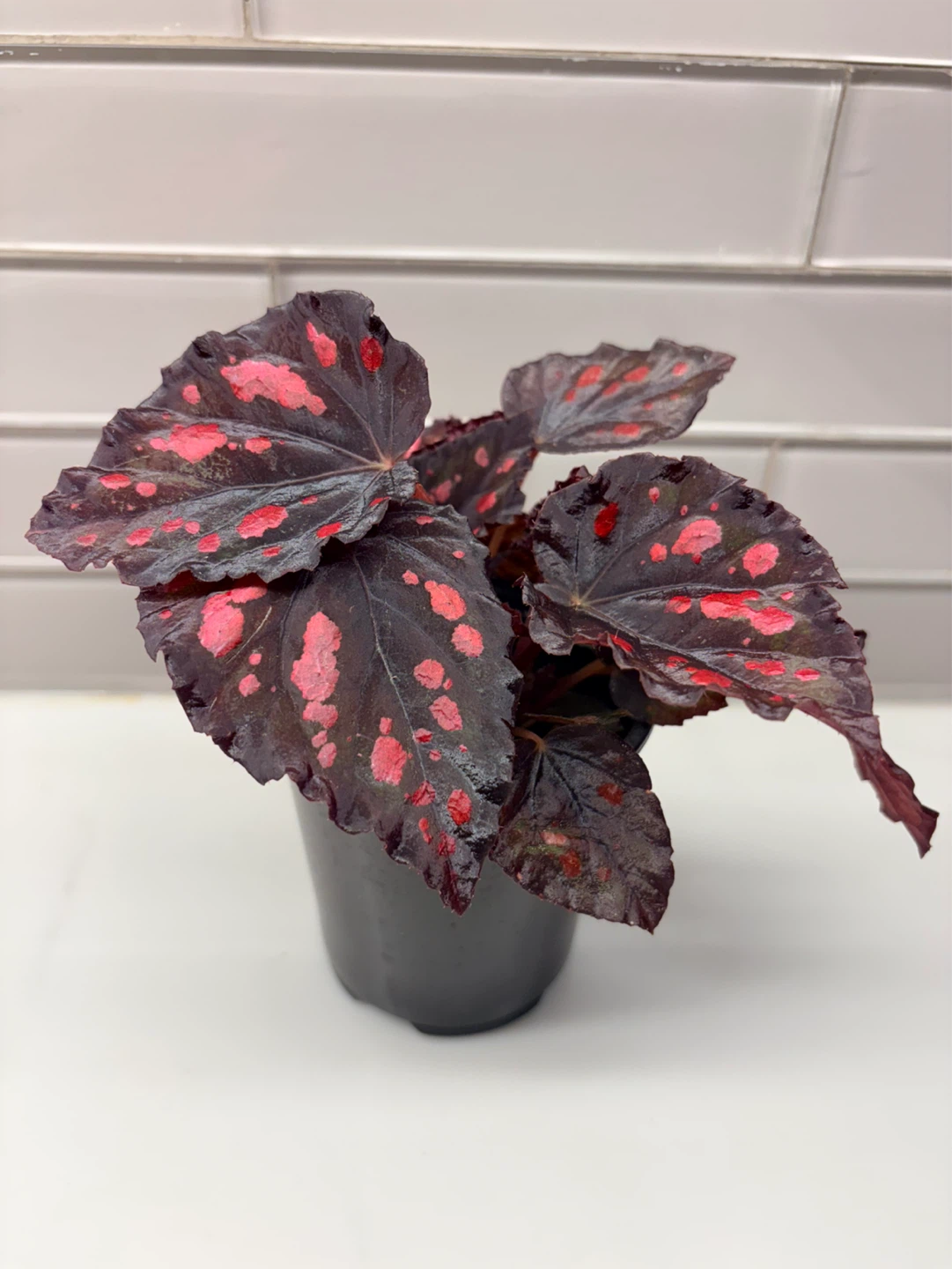 Assorted Begonia Plants -3.5” pot - photo 2
