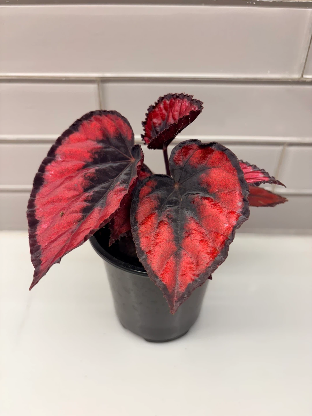 Assorted Begonia Plants -3.5” pot - photo 3