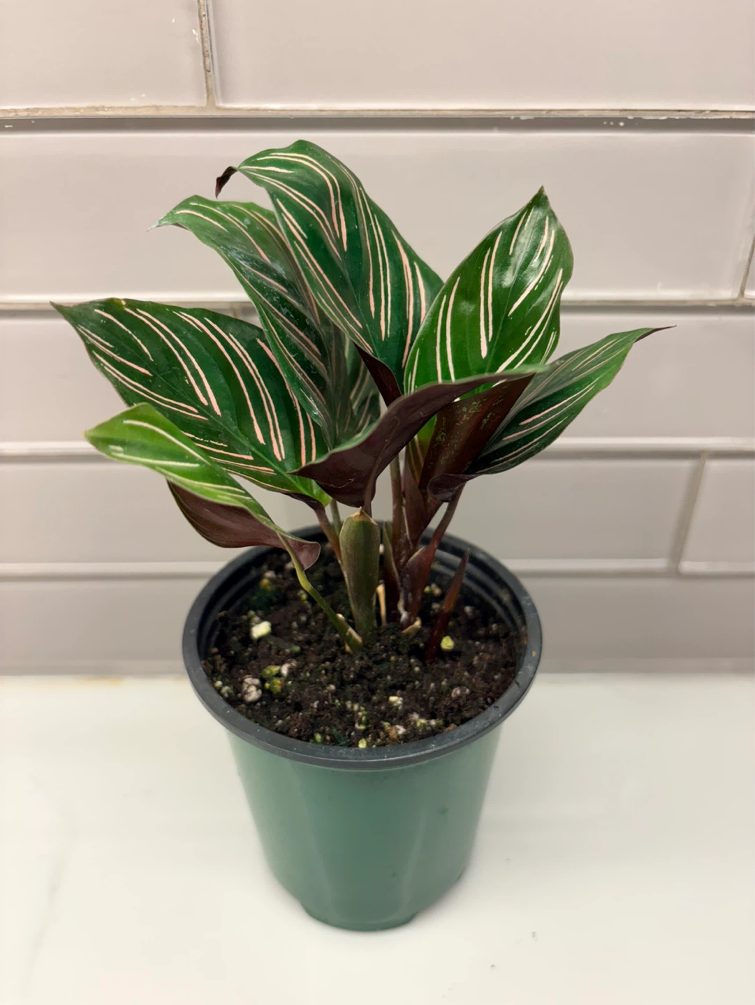 Calathea Ornata plant -3.5” pot