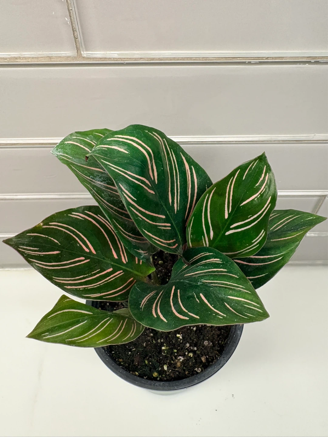 Calathea Ornata plant -3.5” pot - photo 2