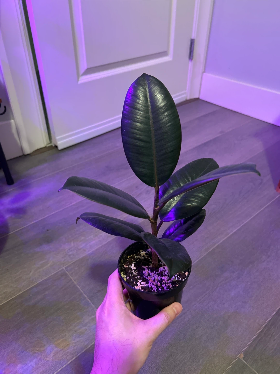 Rubber Plant (Ficus elastica)