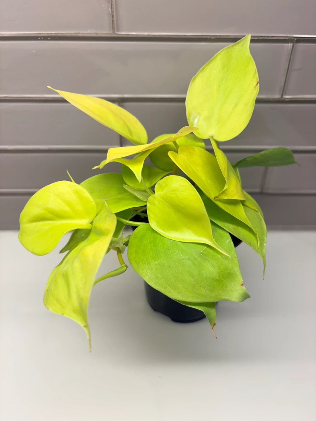 Neon Philodendron Plant