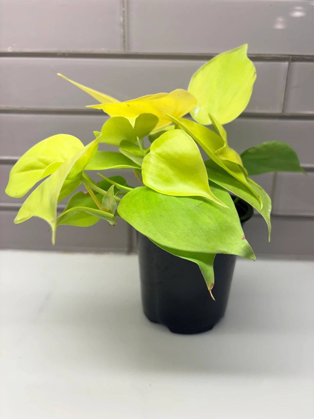 Neon Philodendron Plant - photo 2