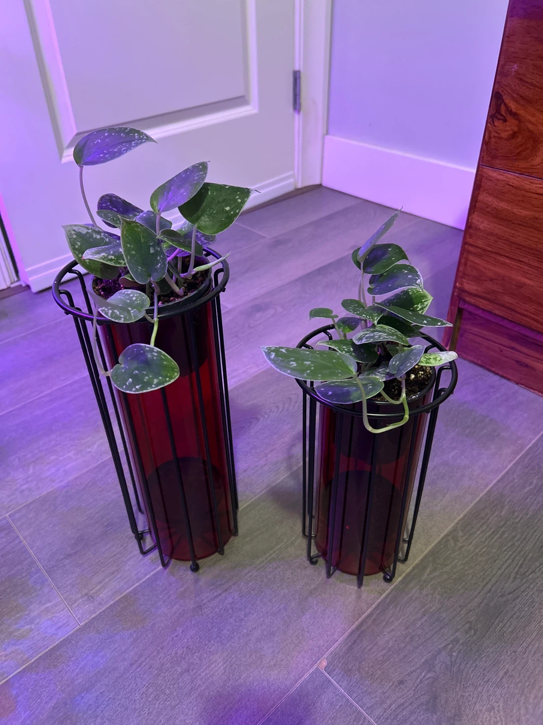 Satin Photos in Red Glass Vases with Black Holders