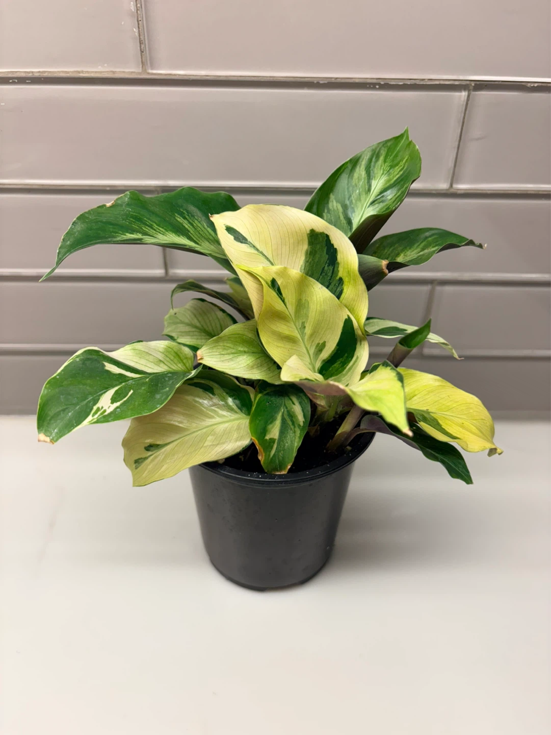 Calathea yellow  Fusion Plant-3.5” pot