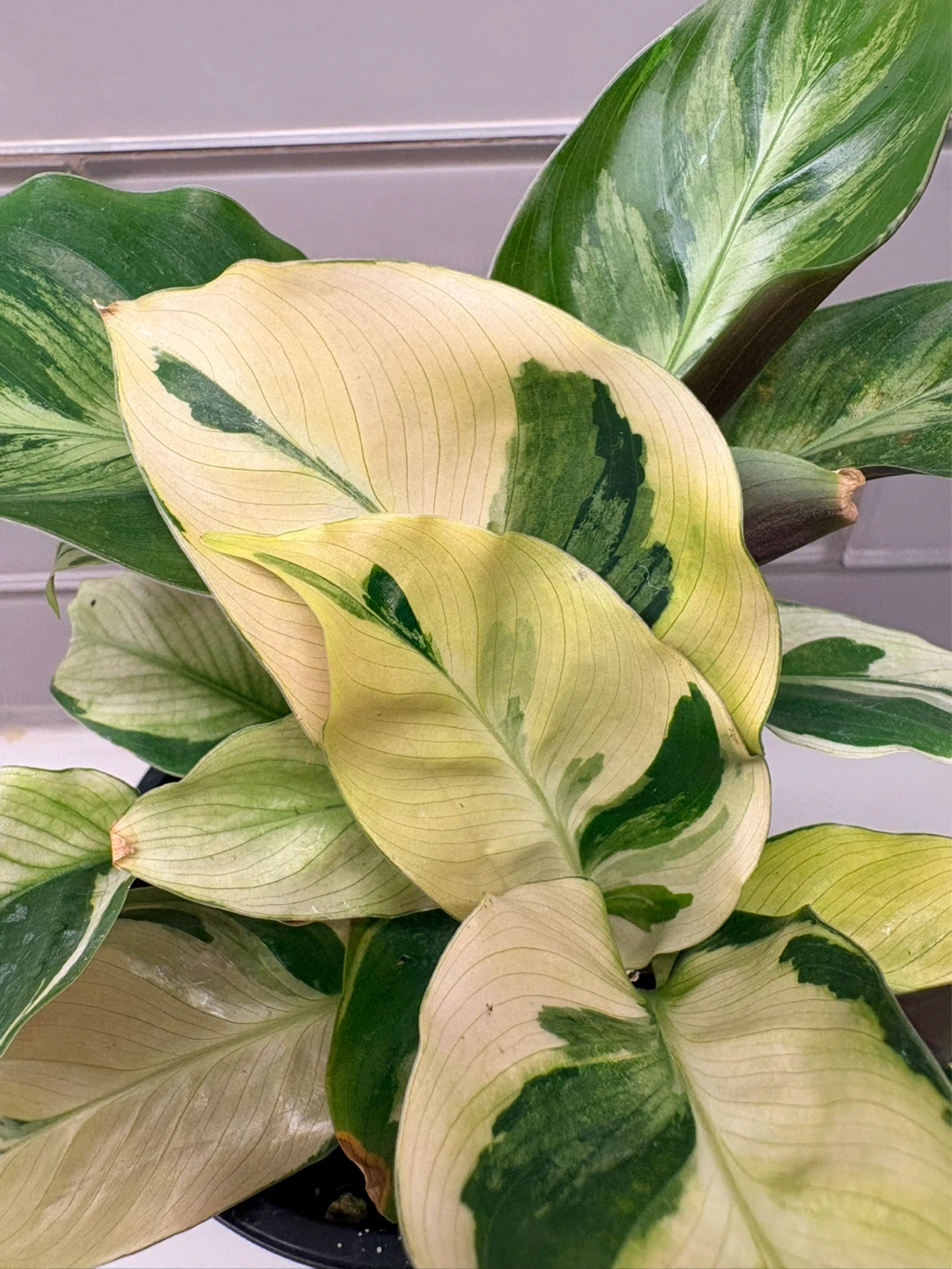 Calathea yellow  Fusion Plant-3.5” pot - photo 2
