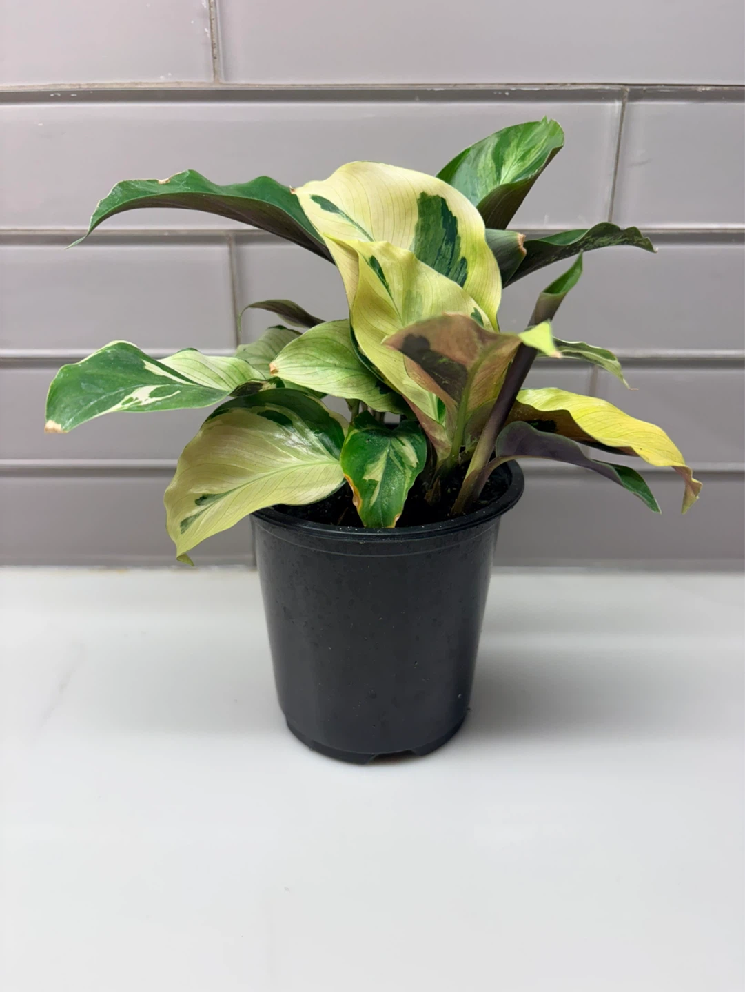 Calathea yellow  Fusion Plant-3.5” pot - photo 3