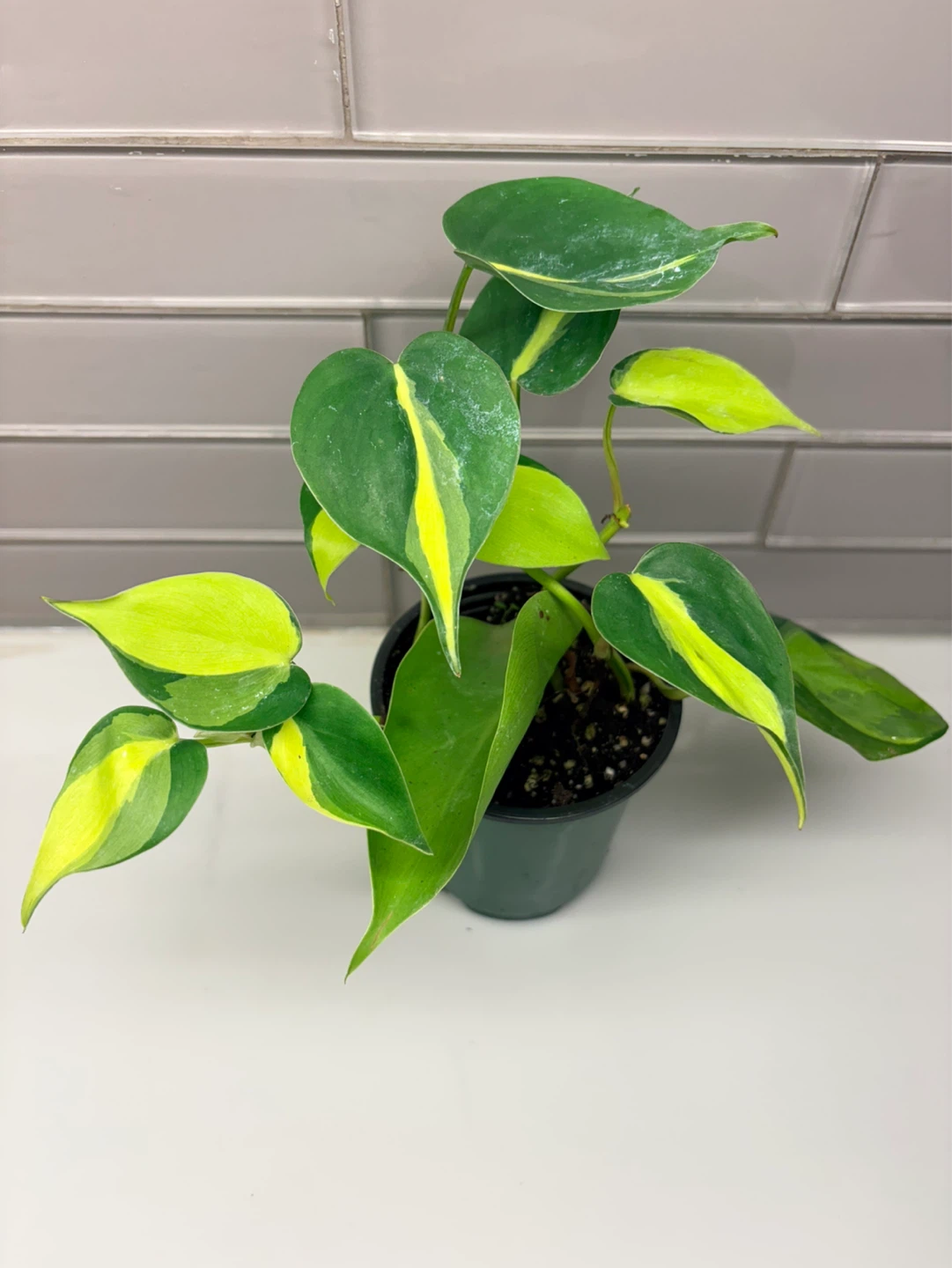 Philodendron Brazil Potted Plant-3.5” pot