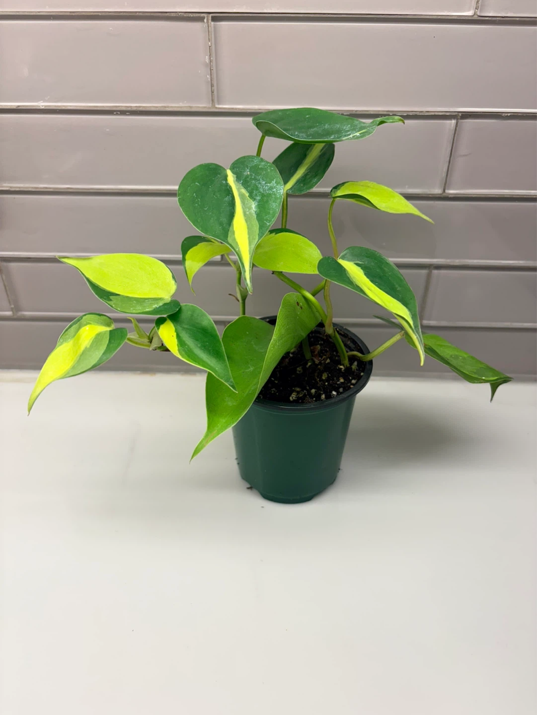 Philodendron Brazil Potted Plant-3.5” pot - photo 2