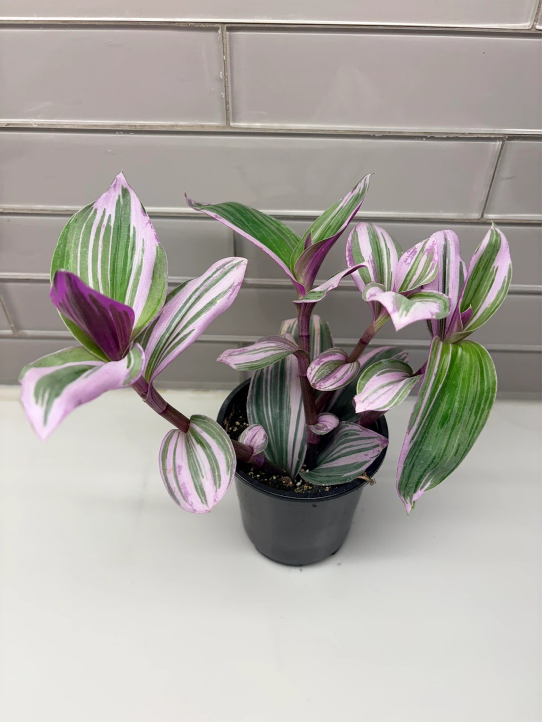 Tradescantia Nanouk  Plant-3.5” pot