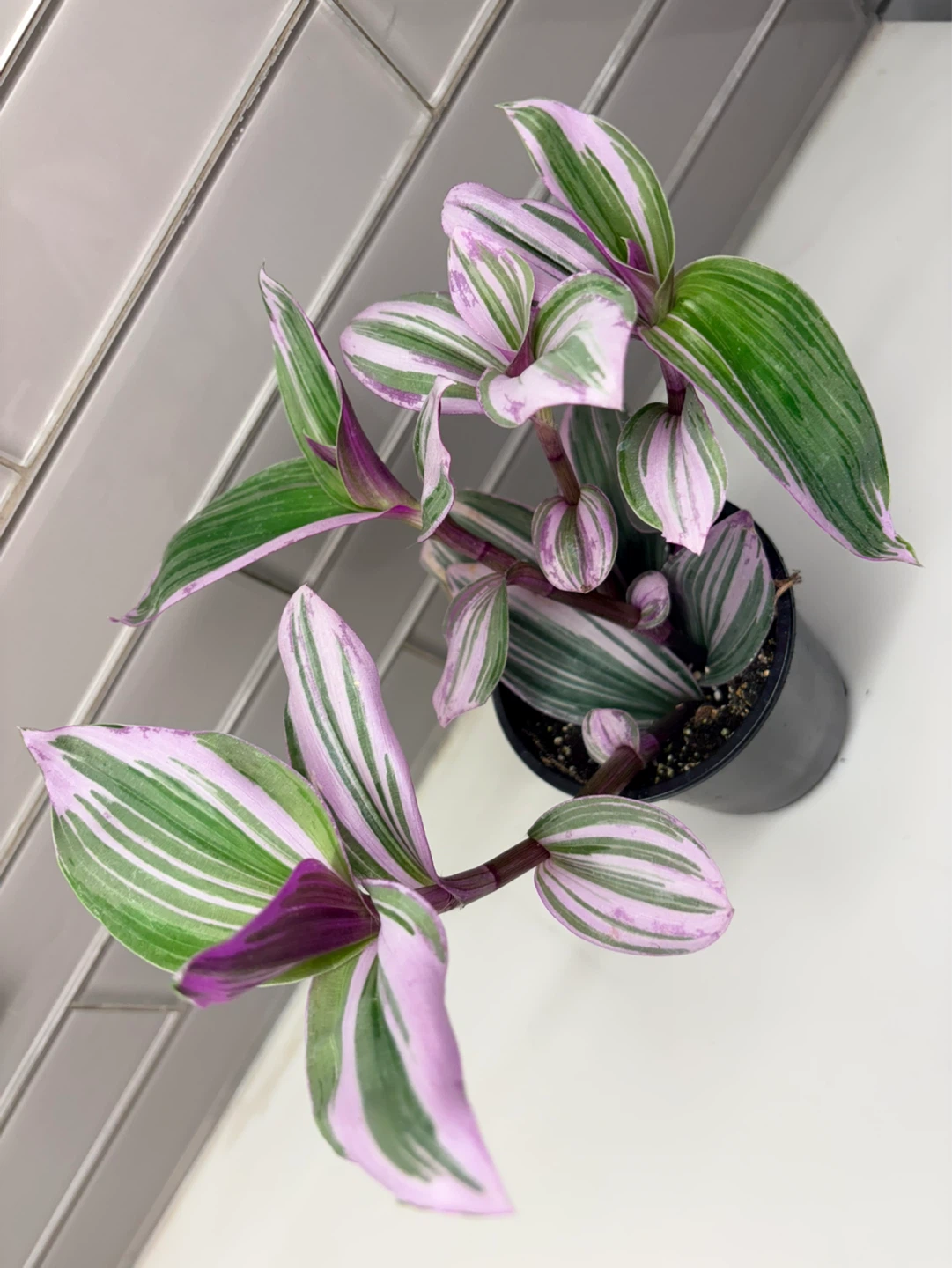 Tradescantia Nanouk  Plant-3.5” pot - photo 2