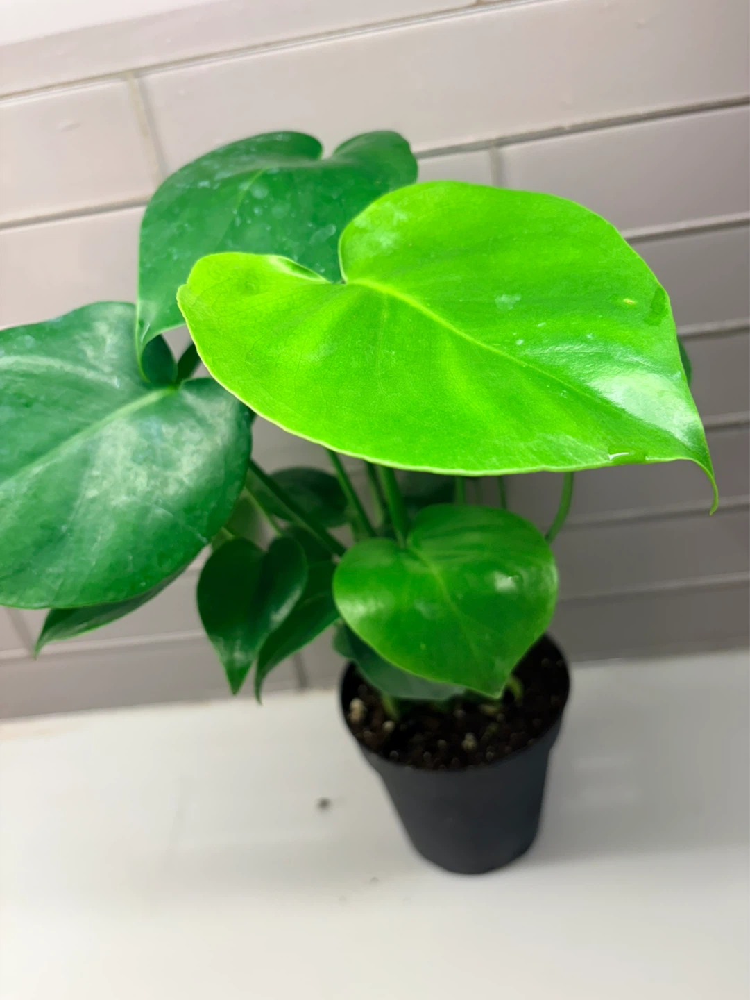 Monstera  Deliciosa Plant -3.5” pot - photo 3