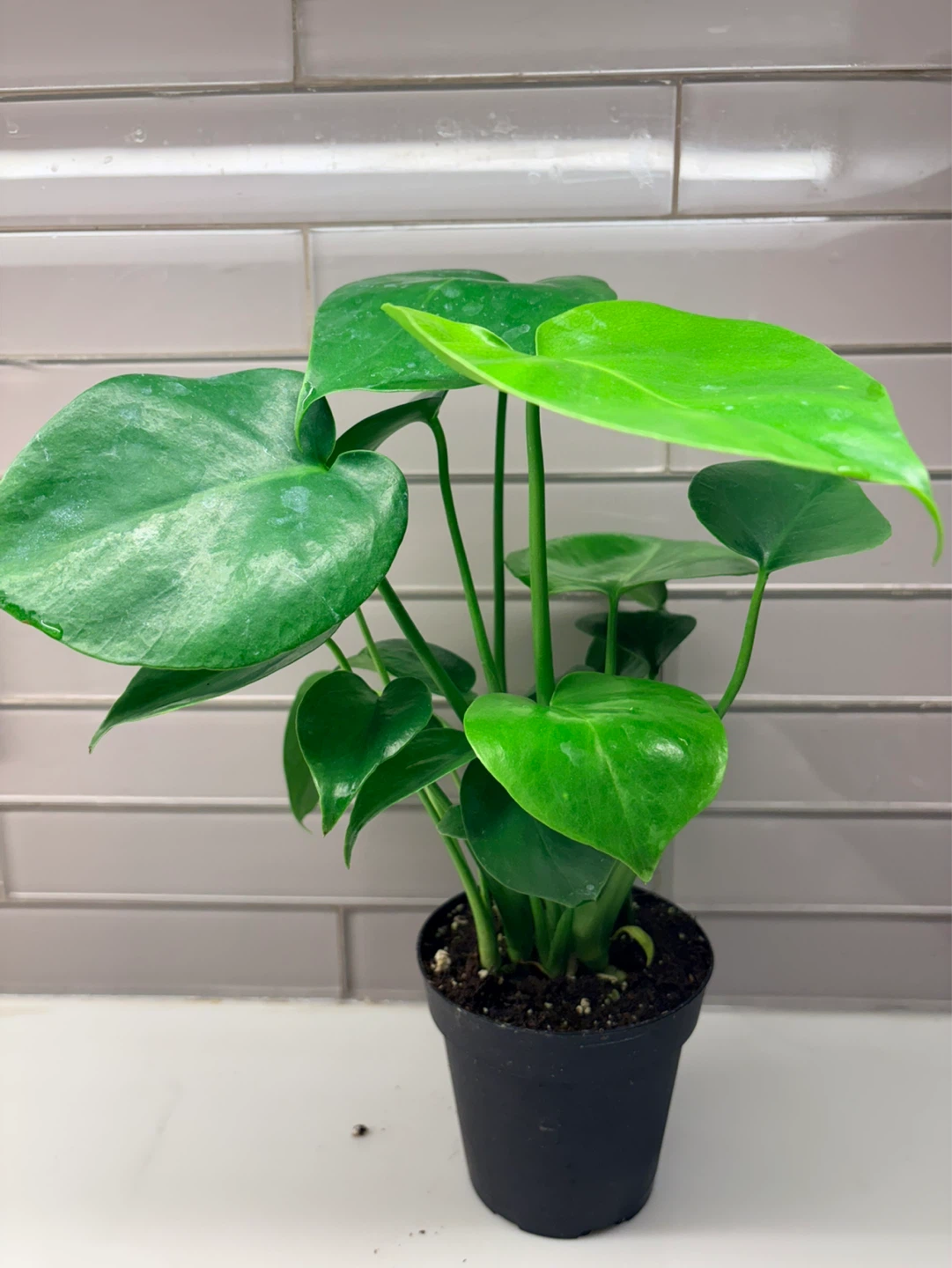 Monstera  Deliciosa Plant -3.5” pot - photo 2
