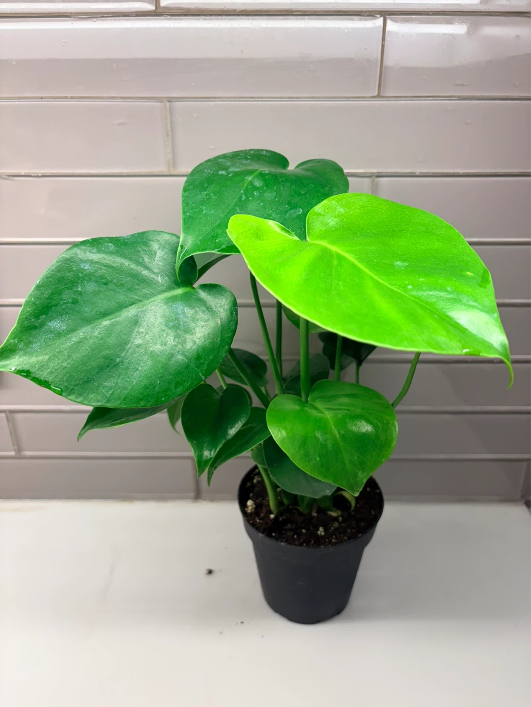 Monstera  Deliciosa Plant -3.5” pot