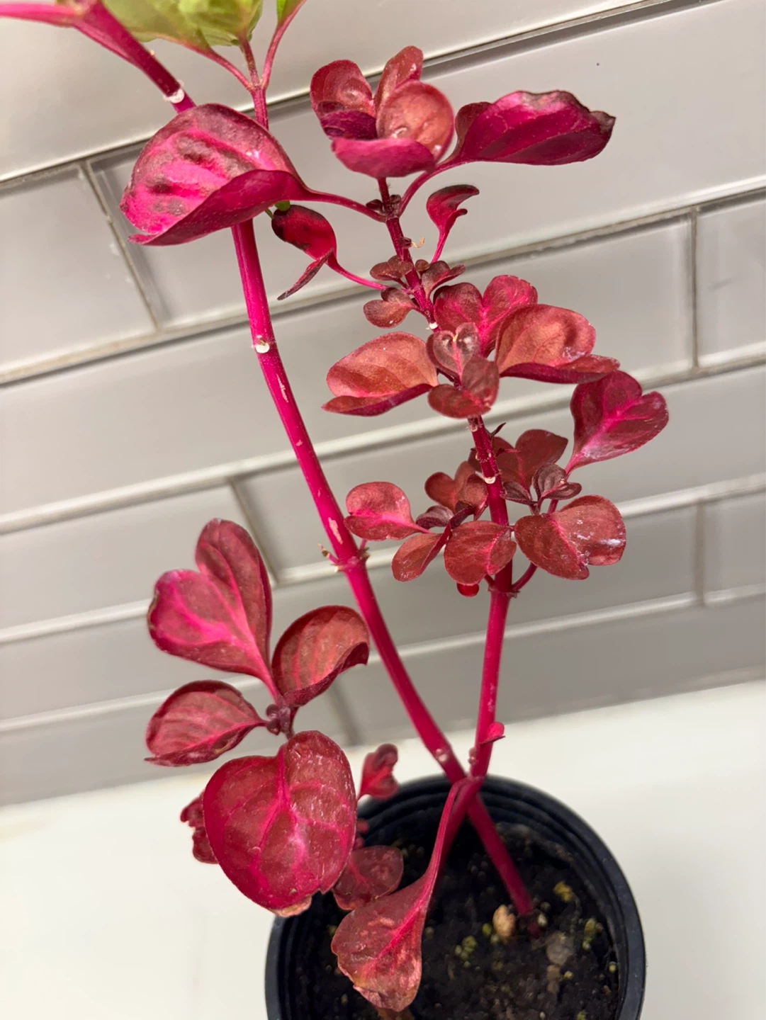 Iresine plant -3.5” pot - photo 2