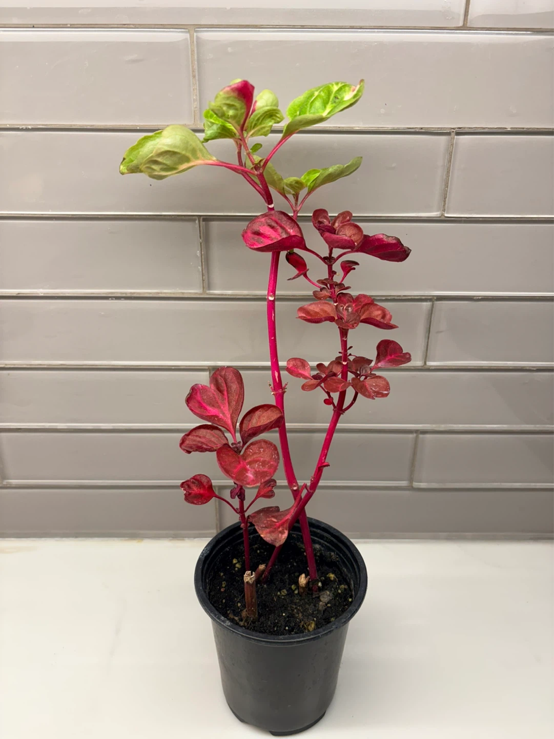 Iresine plant -3.5” pot